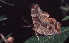 Polygonia progne by Jerry A. Payne, USDA Agricultural Research Service, Bugwood.org. Used under a CC BY 3.0 us license.