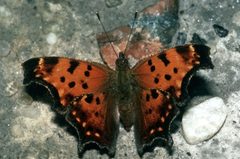 Polygonia progne 2 by Jerry A. Payne, USDA Agricultural Research Service, Bugwood.org. Used under a CC BY 3.0 us license.