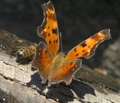 Polygonia progne P1570652a by 
xpda. Used under a CC BY-SA 4.0 license.