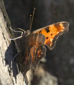 Polygonia progne P1570657a by 
xpda. Used under a CC BY-SA 4.0 license.