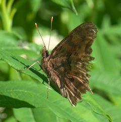 Polygonia satyrus P1050598b by 
xpda. Used under a CC BY-SA 4.0 license.