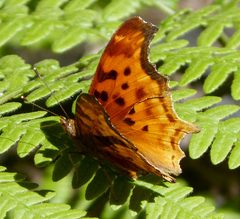 Satyr Anglewing - Polygonia satyrus satyrus. - Flickr - gailhampshire by gailhampshire from Cradley, Malvern, U.K. Used under a CC BY 2.0 license.