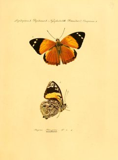 Hubner1821SammlExotSchmett2Plate65 by Jacob Hubner 1821. Used under a Public domain license.