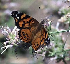 Vanessa annabella by Terry Spivey, USDA Forest Service, Bugwood.org. Used under a CC BY 3.0 us license.