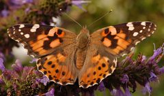 Painted Lady Vanessa cardui Top closer by Painted_Lady_Vanessa_cardui_Top_2798px.jpg: Photo by and (c)2008 Derek Ramsey (Ram-Man)
derivative work: Grmanners (talk). Used under a GFDL 1.2 license.