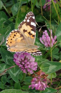 Vanessa cardui - geograph.org.uk - 4981440 by Glyn Baker . Used under a CC BY-SA 2.0 license.