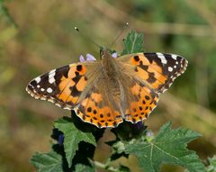 Vanessa cardui 197 by Anna N Chapman. Used under a CC0 license.
