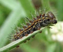 Vanessa virginiensis 3rd instar larvae by Jacy Lucier. Used under a CC BY-SA 4.0 license.