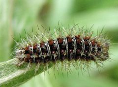 Vanessa virginiensis 3rd instar larvae 01 by Jacy Lucier. Used under a CC BY-SA 4.0 license.
