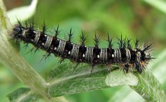 Vanessa virginiensis mature larvae 01 by Jacy Lucier. Used under a CC BY-SA 4.0 license.