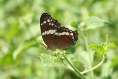 Anartia fatima 1 by Anne Toal from US. Used under a CC BY 2.0 license.