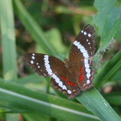 Anartia fatima 2 by Franz Xaver. Used under a CC BY-SA 3.0 license.