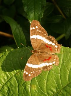 Anartia fatima fatima by 
Hans Hillewaert. Used under a CC BY-SA 4.0 license.