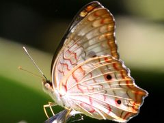 Anartia jatrophae-ventral by Peterwchen. Used under a CC BY-SA 4.0 license.