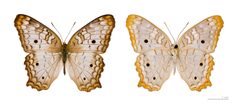 Anartia jatrophae MHNT by Didier Descouens. Used under a CC BY-SA 4.0 license.
