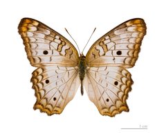 Anartia jatrophae MHNT dos by Didier Descouens. Used under a CC BY-SA 4.0 license.