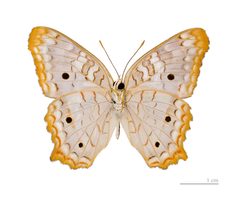 Anartia jatrophae MHNT ventre by Didier Descouens. Used under a CC BY-SA 4.0 license.