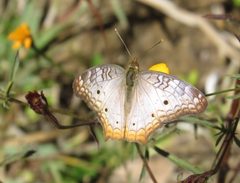 Anartia jatrophae ssp. luteipicta by Oscar Alejandro Morales Juárez. Used under a CC BY-SA 4.0 license.