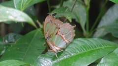 Siproeta stelenes 58508422 by Andra Waagmeester. Used under a CC0 license.