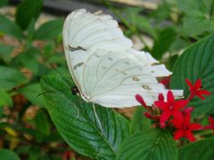 Morpho Polyphemus 005 by Cary Bass. Used under a CC BY-SA 3.0 license.
