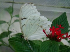 Morpho Polyphemus 006 by Cary Bass. Used under a CC BY-SA 3.0 license.