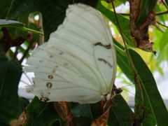 Morpho Polyphemus 008 by Cary Bass. Used under a CC BY-SA 3.0 license.