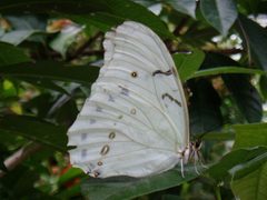 Morpho Polyphemus 013 by Cary Bass. Used under a CC BY-SA 3.0 license.