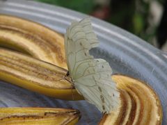 Morpho Polyphemus 057 by Cary Bass. Used under a CC BY-SA 3.0 license.