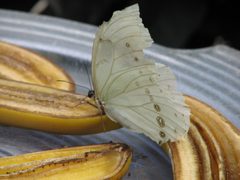Morpho Polyphemus 058 by Cary Bass. Used under a CC BY-SA 3.0 license.