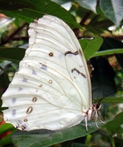 Morpho Polyphemus close by Cary Bass. Used under a CC BY-SA 3.0 license.