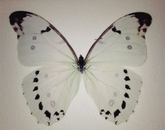 Public domain photo Morpho polyphemus purchased from Bicbugs wikimedia commons by Tabbycatlove. Used under a Public domain license.