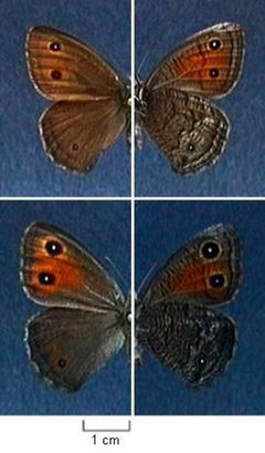 Cercyonis meadii by Northern Prairie Wildlife Research Center - USGS. Used under a Public domain license.