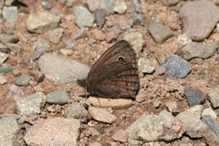 Cercyonis oetus by Whitney Cranshaw, Colorado State University, Bugwood.org. Used under a CC BY 3.0 us license.