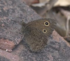 Cercyonis oetus P1230219a by 
xpda. Used under a CC BY-SA 4.0 license.