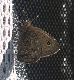 Cercyonis oetus P1230743a by 
xpda. Used under a CC BY-SA 4.0 license.