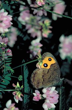 Cercyonis pegala by Dr. Thomas G. Barnes, University of Kentucky, U.S. Fish and Wildlife Service. Used under a Public domain license.