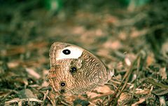 Cercyonis pegala alope by Jerry A. Payne, USDA Agricultural Research Service, Bugwood.org. Used under a CC BY 3.0 us license.