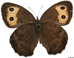 Common Wood-Nymph Megan McCarty03 by Meganmccarty. Used under a Public domain license.