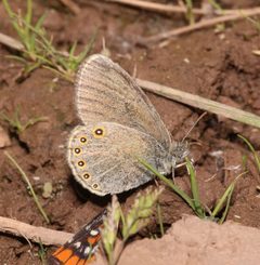 Coenonympha haydenii 142264762 by Laura Gaudette. Used under a CC BY 4.0 license.