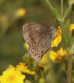 Coenonympha haydenii 142270205 by Laura Gaudette. Used under a CC BY 4.0 license.