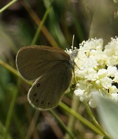 Coenonympha haydenii 211956598 by stephen. Used under a CC BY 4.0 license.