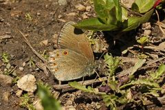 Coenonympha haydenii 45580930 by jrcagle. Used under a CC BY 4.0 license.