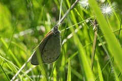 Coenonympha haydenii 45585202 by jrcagle. Used under a CC BY 4.0 license.