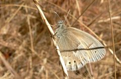 Coenonympha tullia  by Linda Tanner. Used under a CC BY 2.0 license.