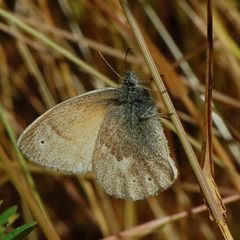 Coenonympha tullia california-1 by Eugene Zelenko. Used under a CC BY-SA 4.0 license.