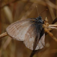Coenonympha tullia california-2 by Eugene Zelenko. Used under a CC BY-SA 4.0 license.
