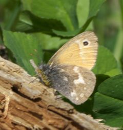 Coenonympha tullia ochracea P1470891a by 
xpda. Used under a CC BY-SA 4.0 license.