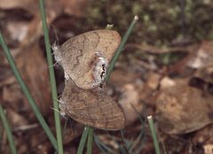 Cyllopsis gemma by Jerry A. Payne, USDA Agricultural Research Service, Bugwood.org. Used under a CC BY 3.0 us license.
