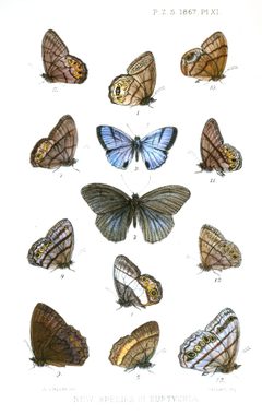 Euptychia1ButlerPZSL1867 by A.G.Butler. Used under a Public domain license.