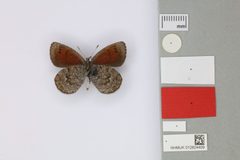 012824409 Erebia callias chastilovi Churkin 2003 PT 1 by 
Robyn_Crowther. Used under a CC BY 4.0 license.
